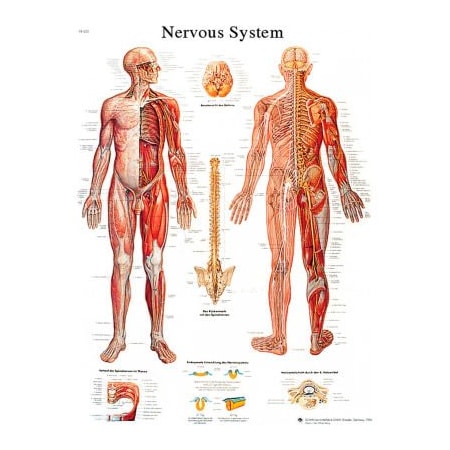 3BÂ Anatomical Chart - Nervous System Chart, Sticky Back